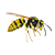 wasp